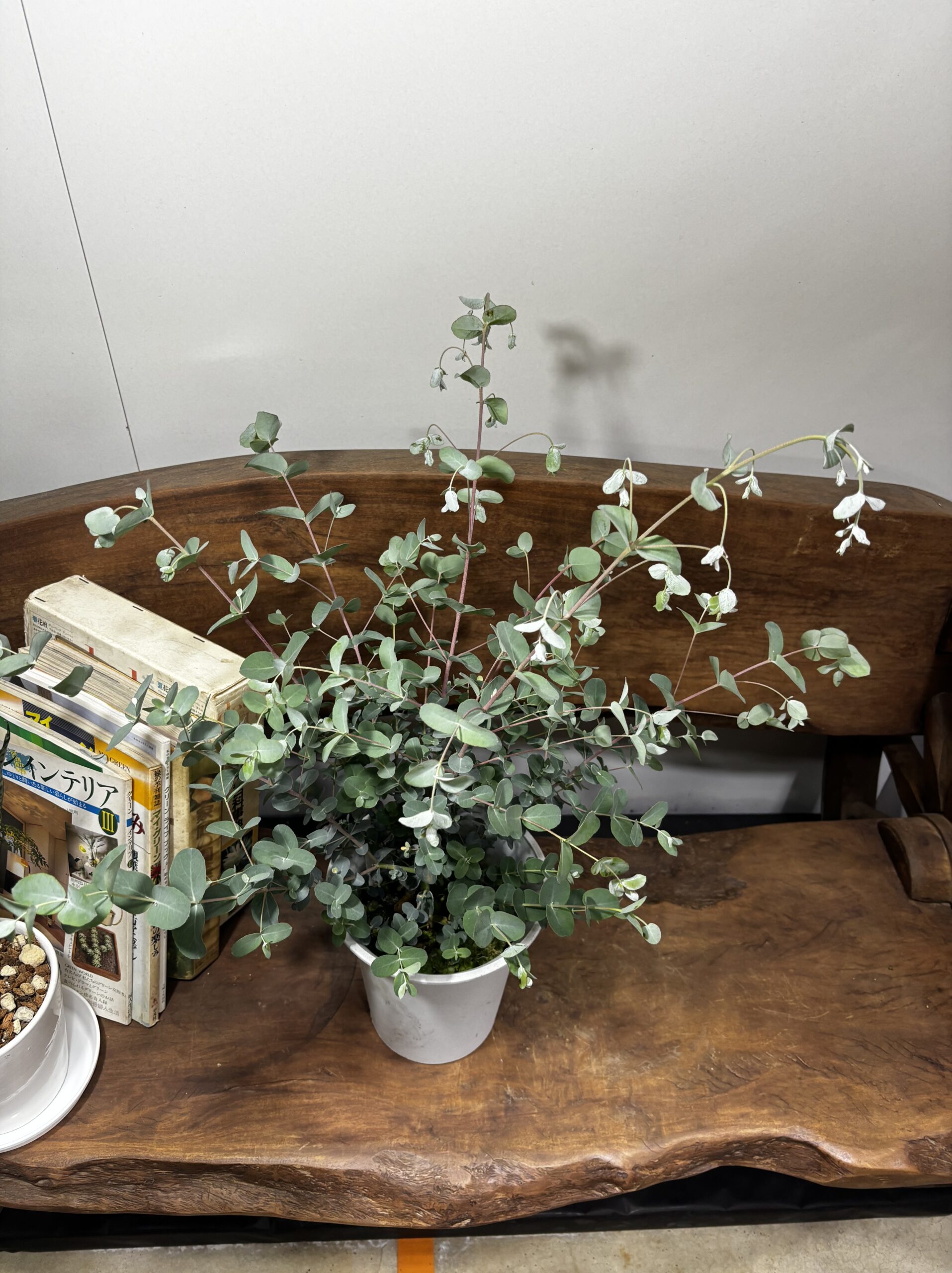 ユーカリ・グニー 6号 - 画像 (2)