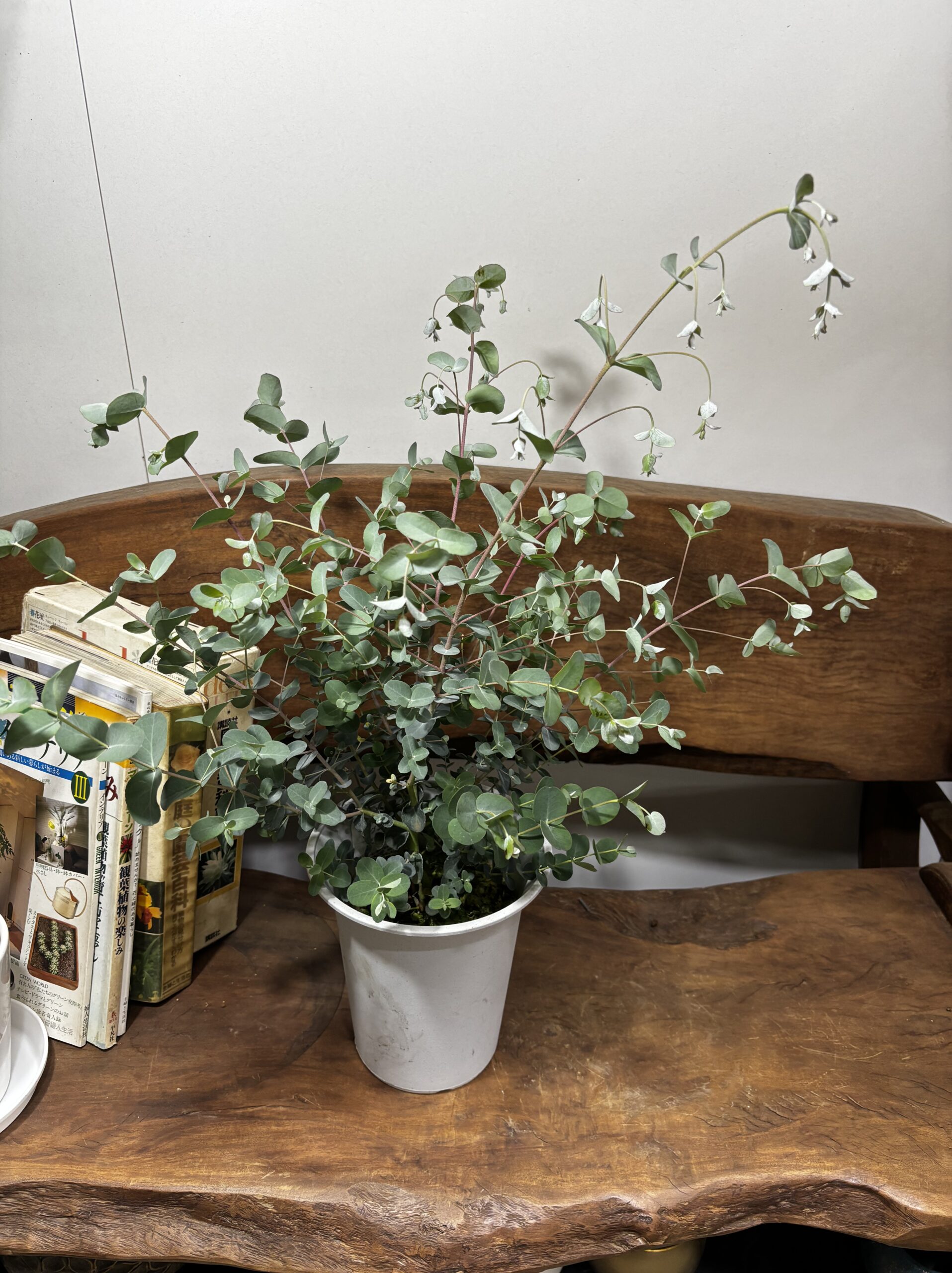 ユーカリ・グニー 6号 - 画像 (3)