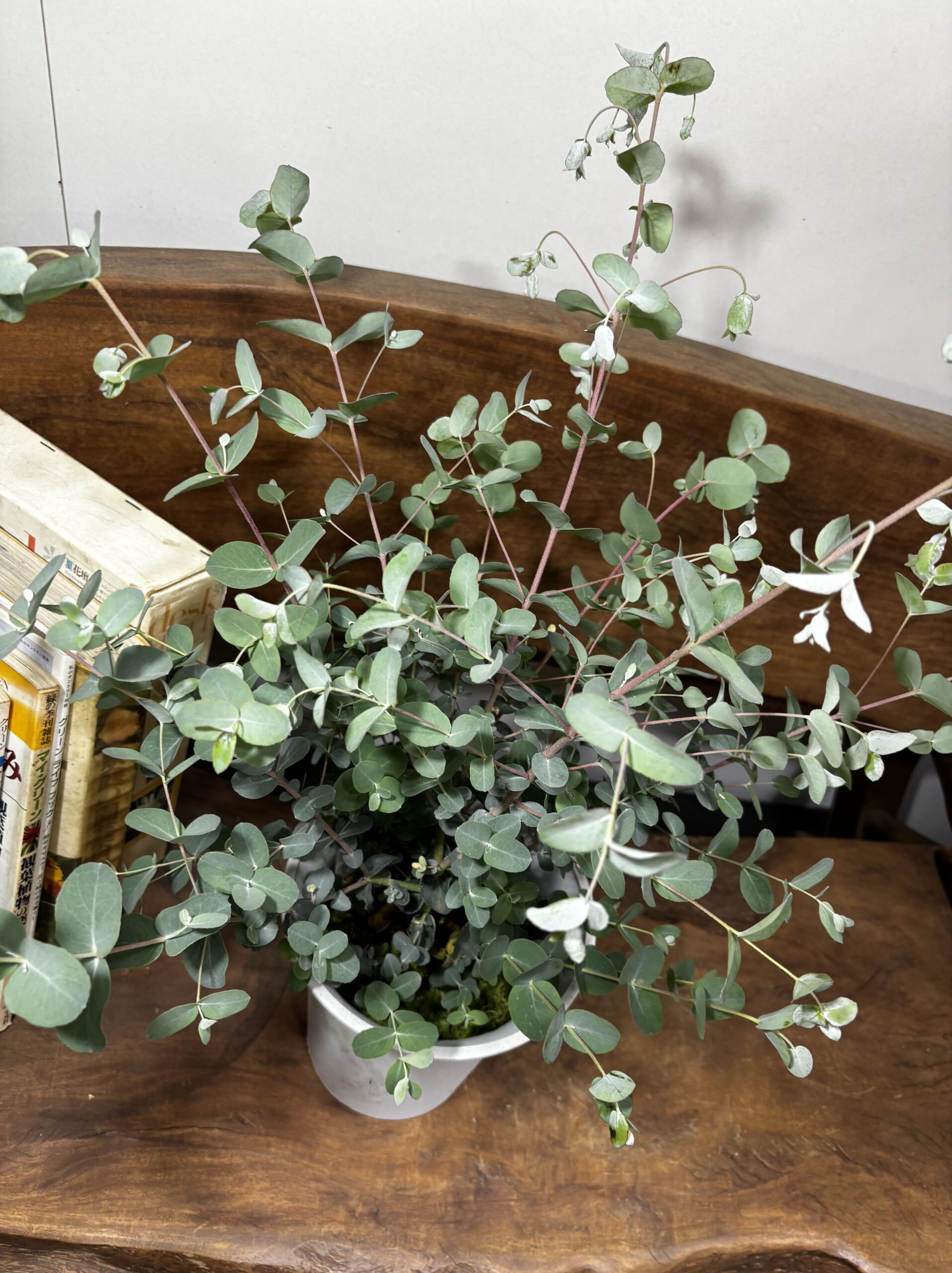 ユーカリ・グニー 6号 - 画像 (4)