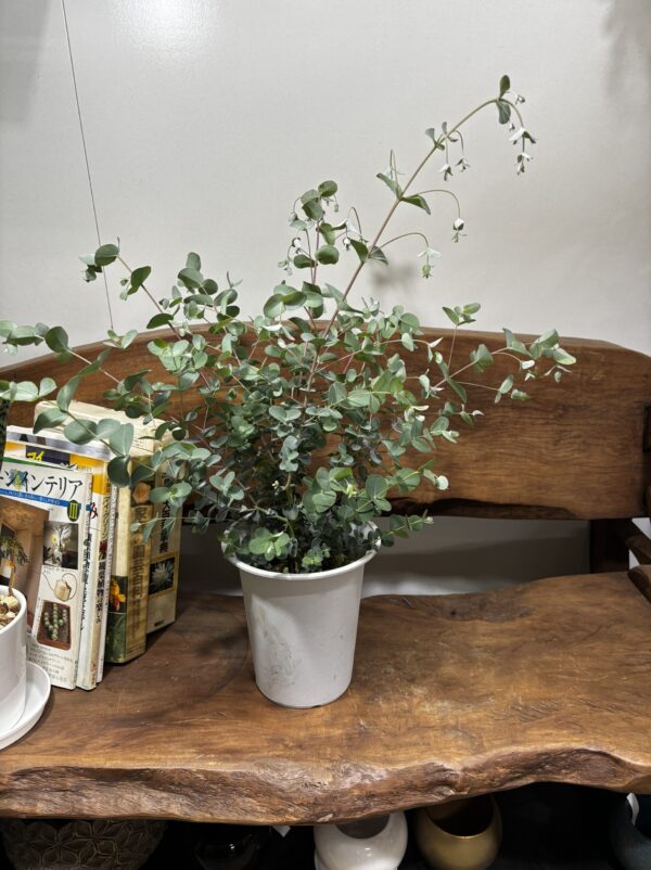 【SPRING SALE】⑤ユーカリ・グニー　仕立て苗♡ ユーカリ グニー 【花木苗 5号／1個売り】｜ 【植物のITANSE