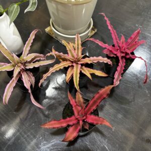 Cryptanthus クリプタンサス　2点セット クリプタンサス 2号 4ヶセット販売 | Plants Shop Big Smile 通販