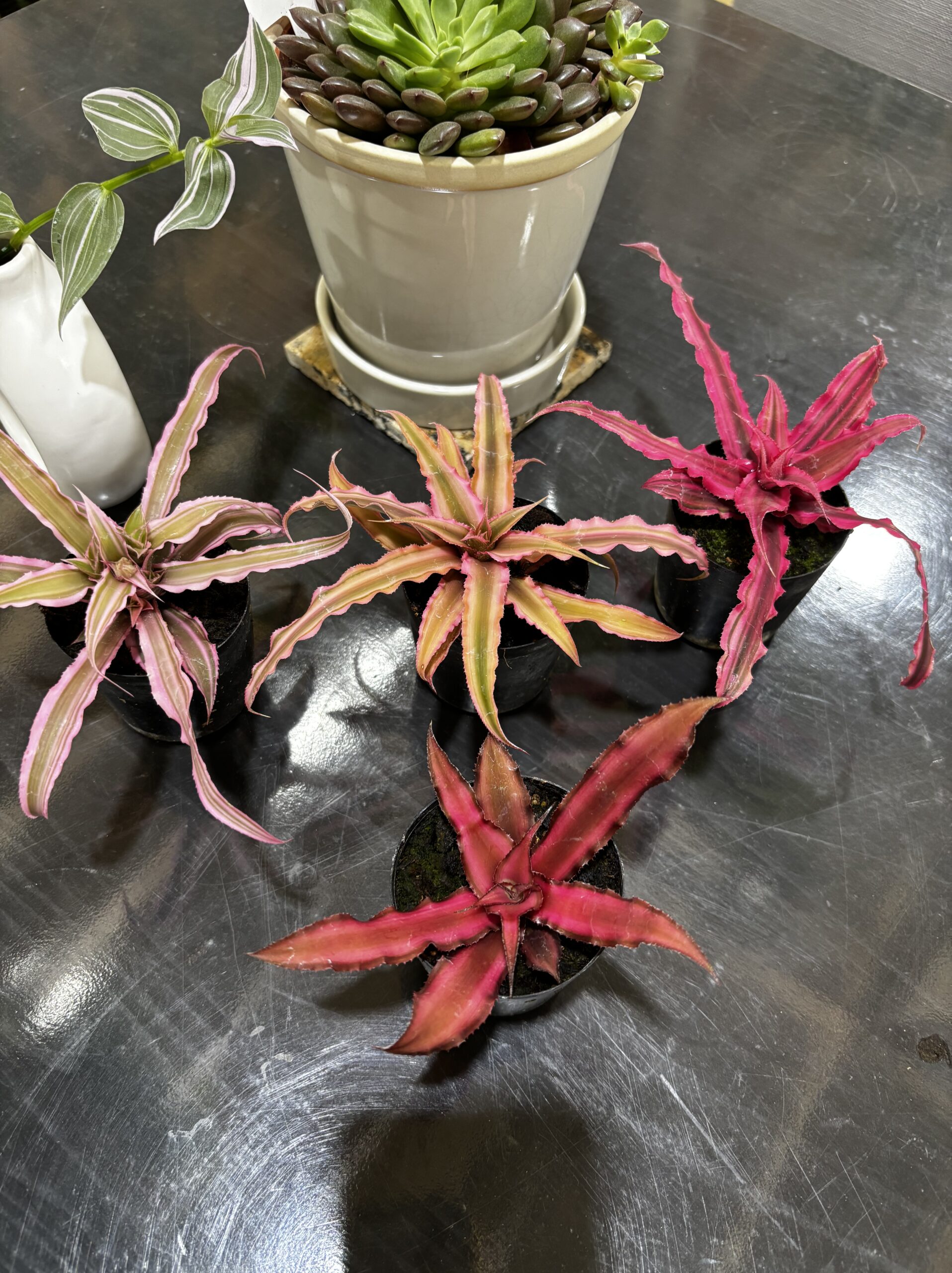 クリプタンサス 2号 4ヶセット販売