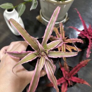 クリプタンサス 2号 4ヶセット販売 | Plants Shop Big Smile 通販