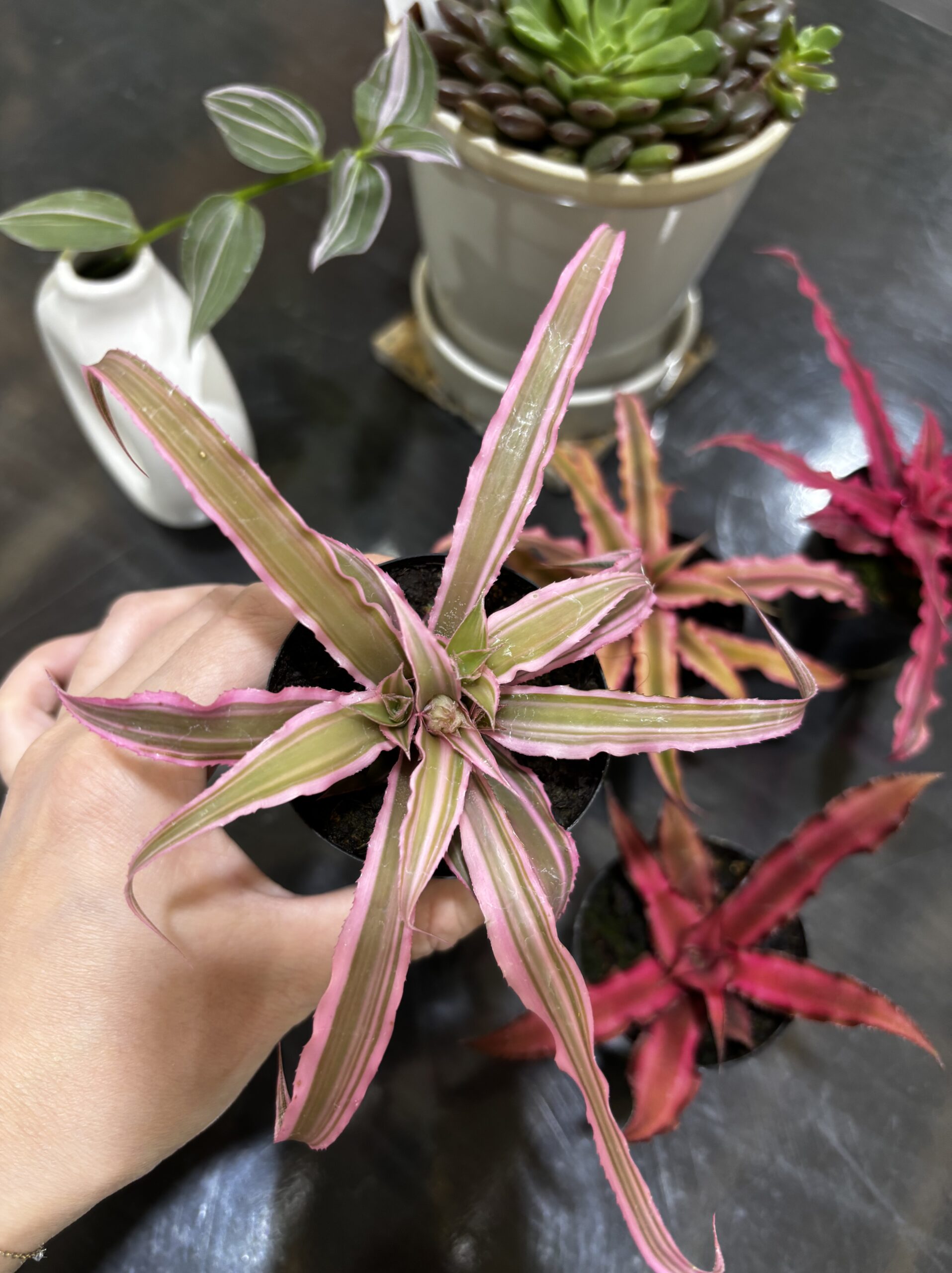 クリプタンサス 2号 4ヶセット販売 - 画像 (5)