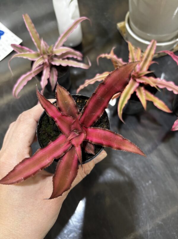 クリプタンサス 2号 4ヶセット販売 | Plants Shop Big Smile 通販