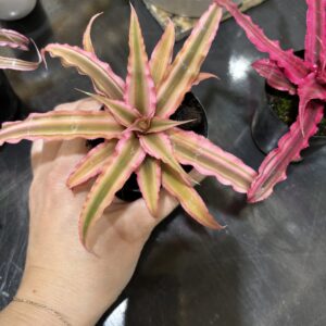 クリプタンサス 2号 4ヶセット販売 | Plants Shop Big Smile 通販