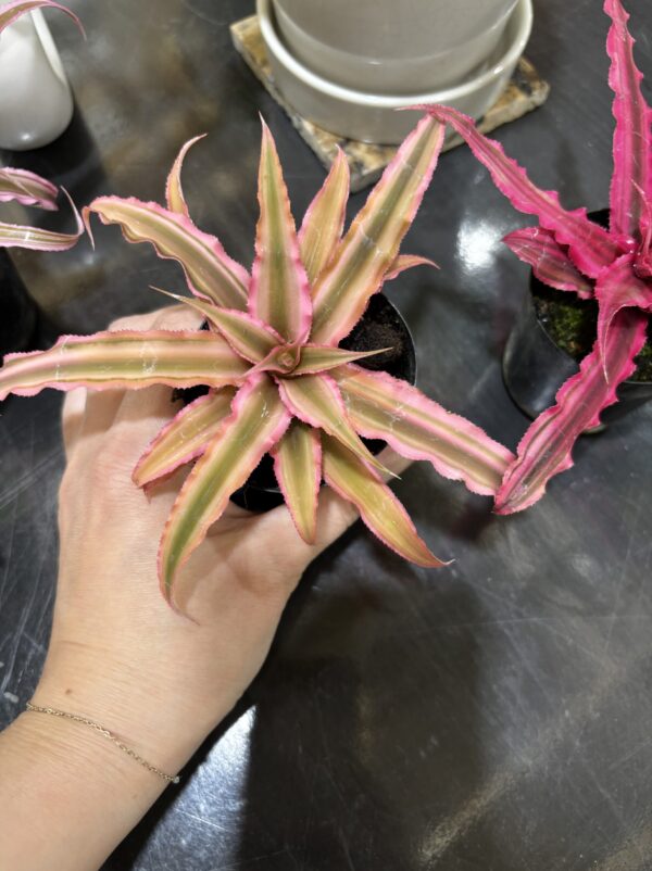 Cryptanthus クリプタンサス　2点セット クリプタンサス 2号 4ヶセット販売 | Plants Shop Big Smile 通販
