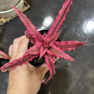 クリプタンサス 2号 4ヶセット販売 | Plants Shop Big Smile 通販