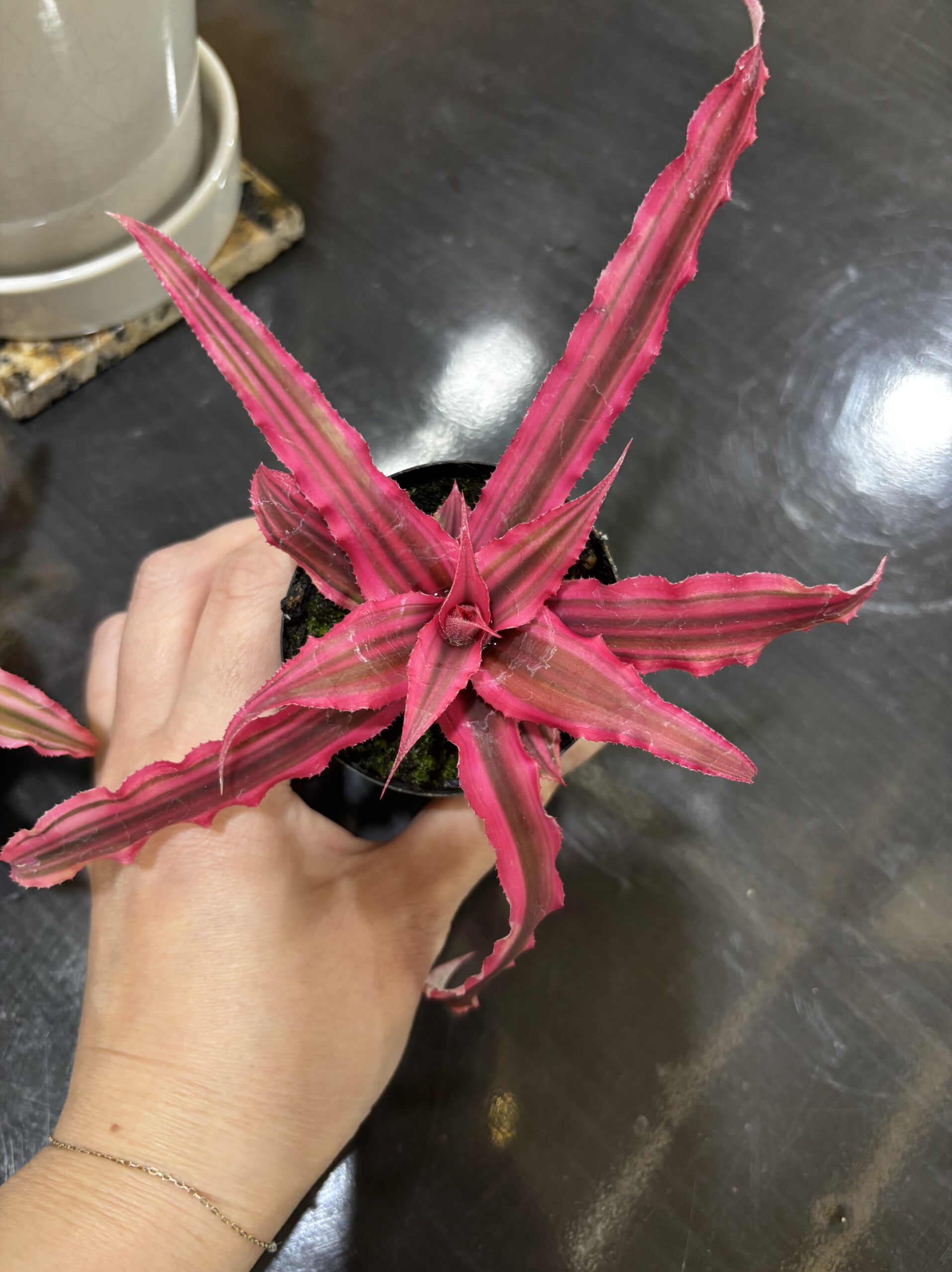 クリプタンサス 2号 4ヶセット販売 - 画像 (2)