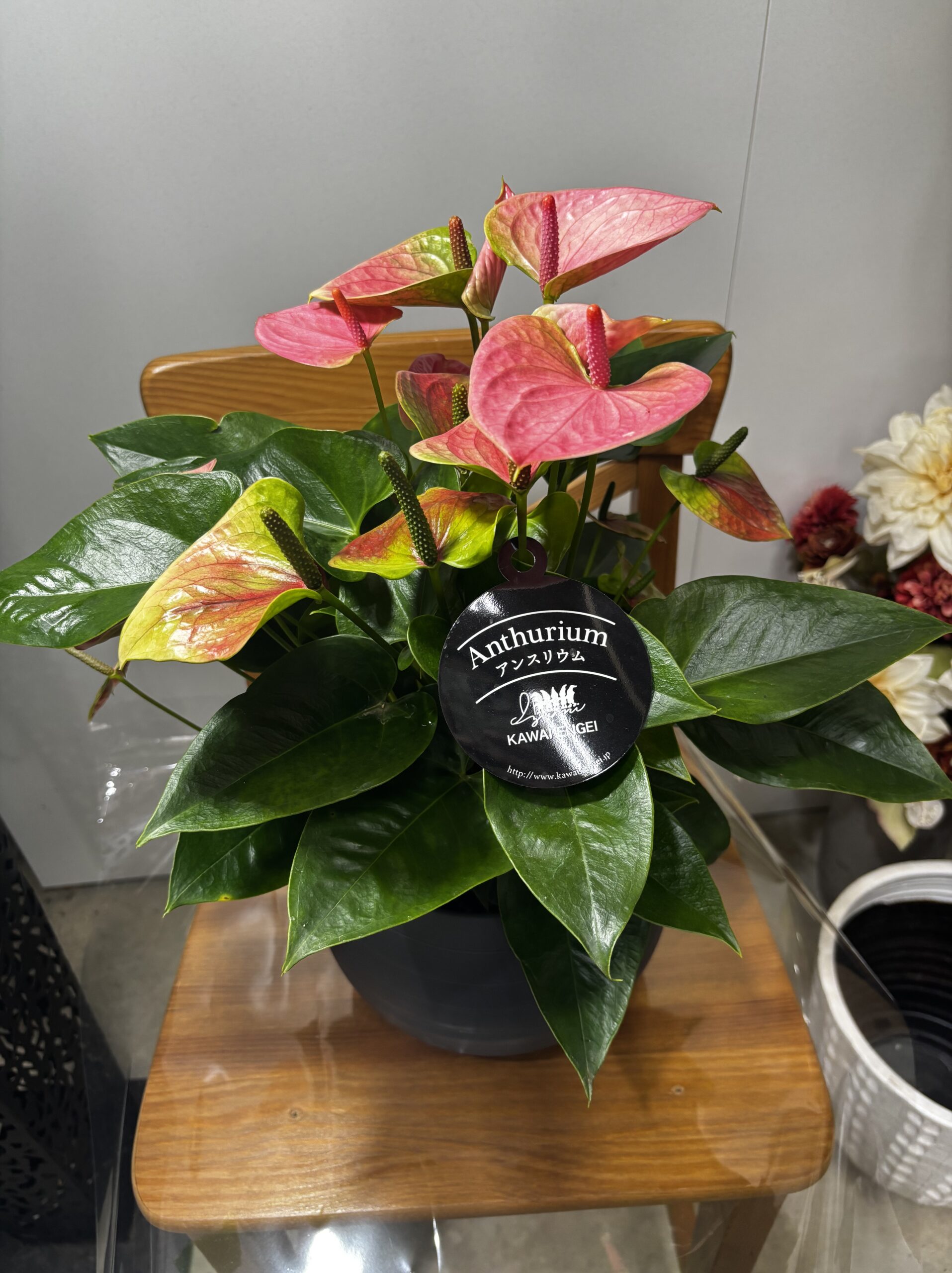 アンスリウム　MIX　7号