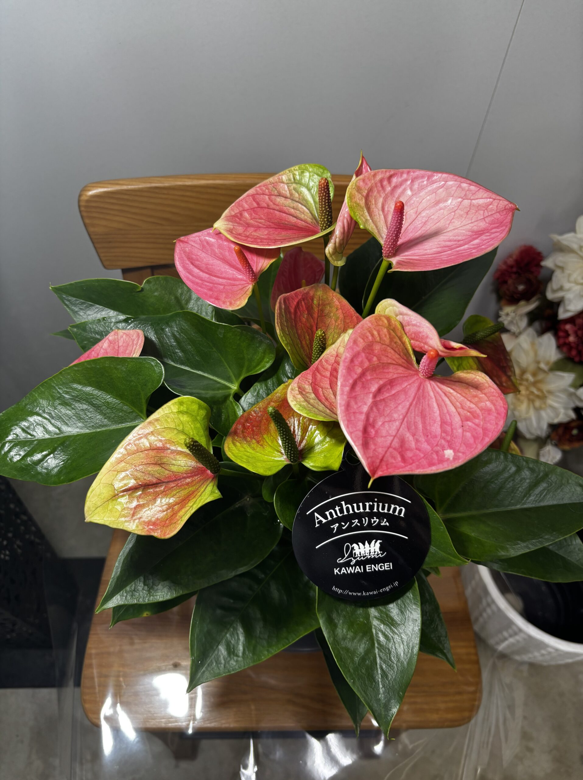 アンスリウム　MIX　7号 - 画像 (2)