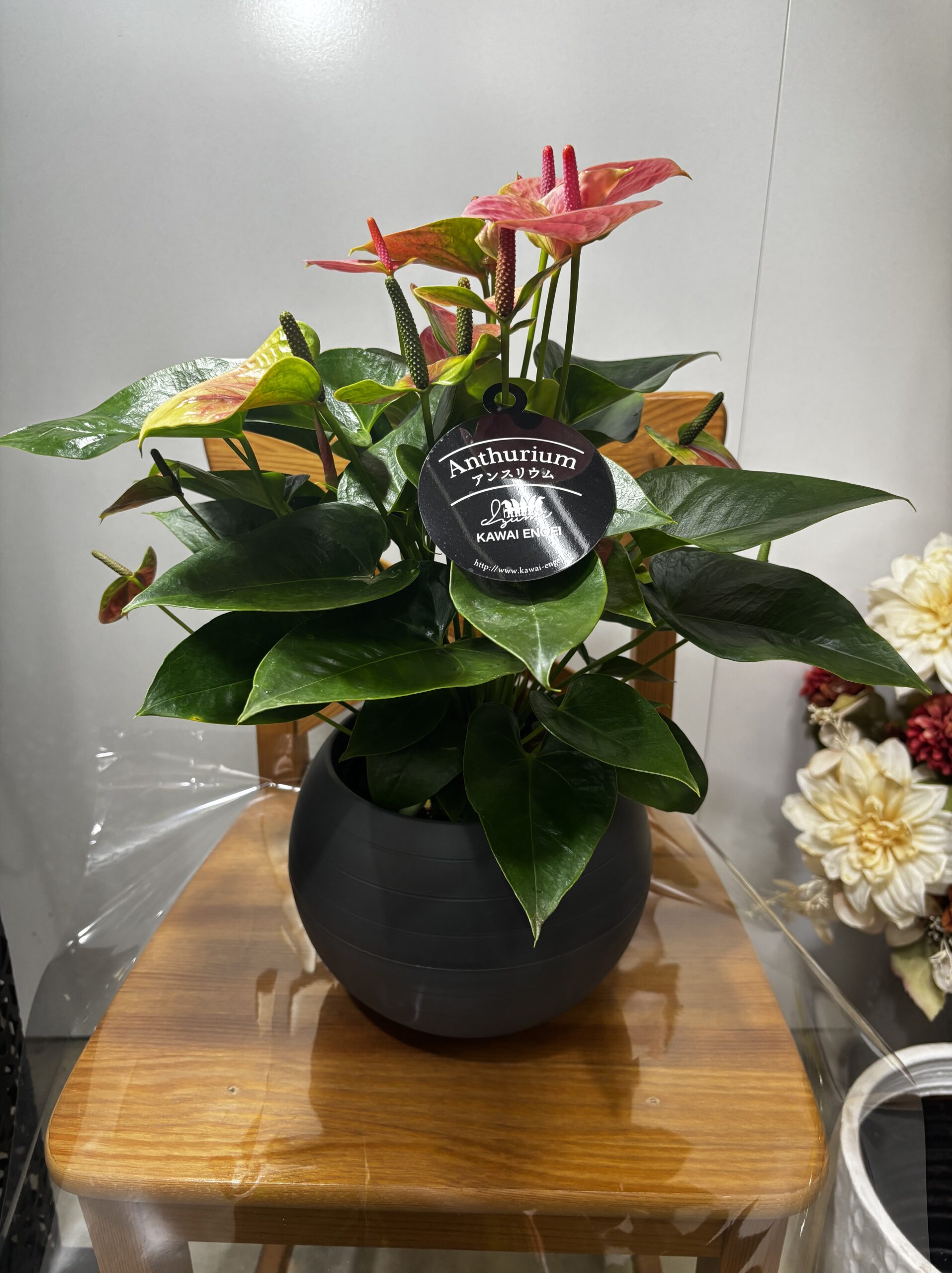 アンスリウム　MIX　7号 - 画像 (3)