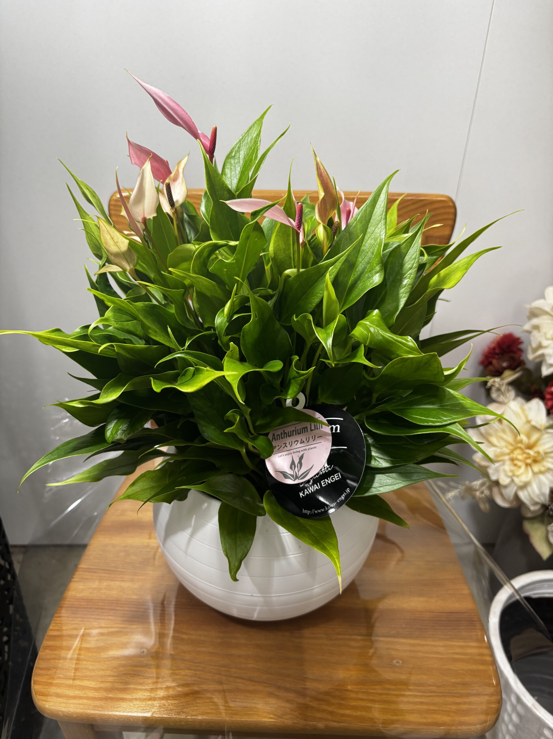 アンスリウム　MIX　7号 - 画像 (4)