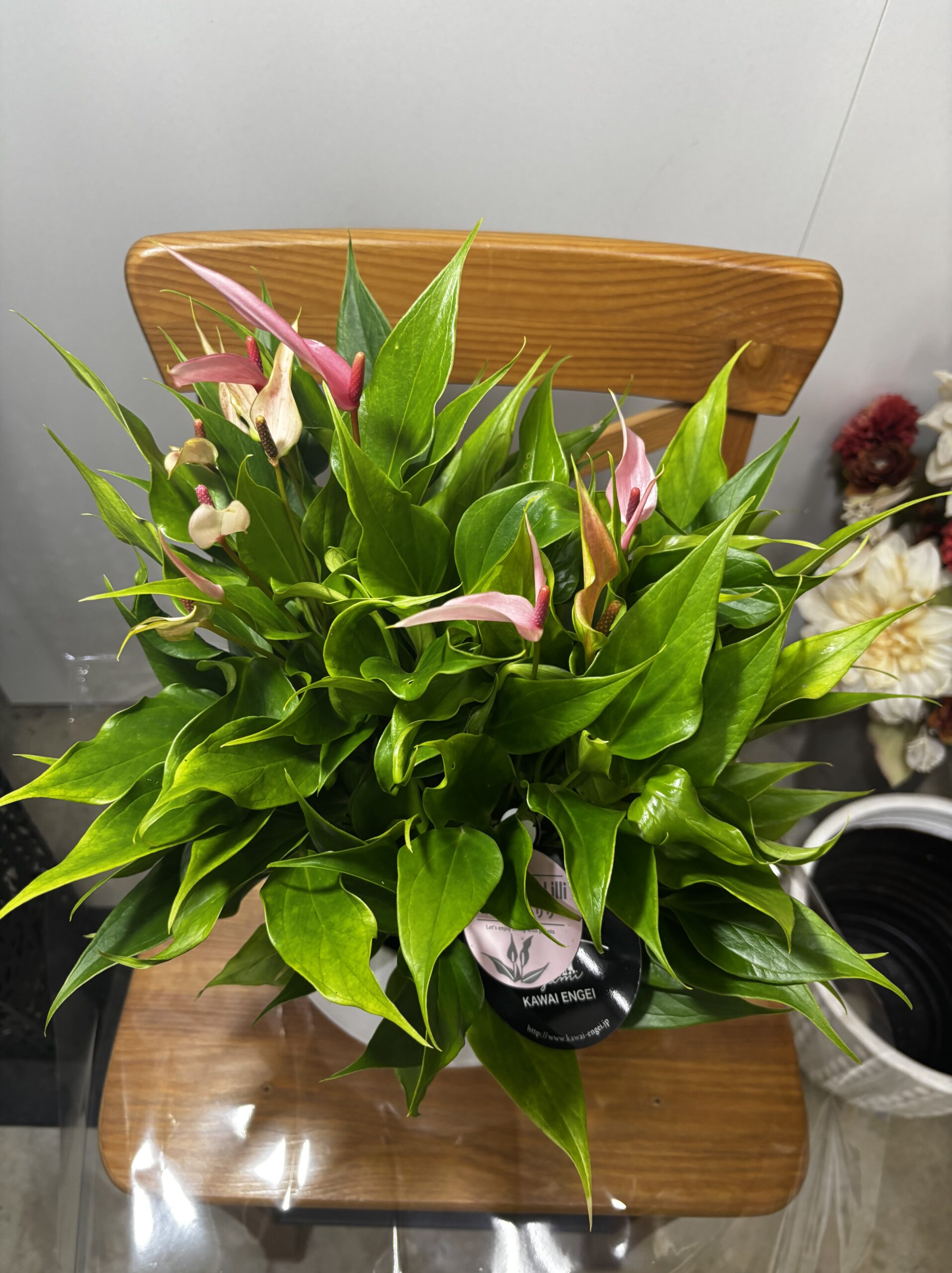 アンスリウム　MIX　7号 - 画像 (5)