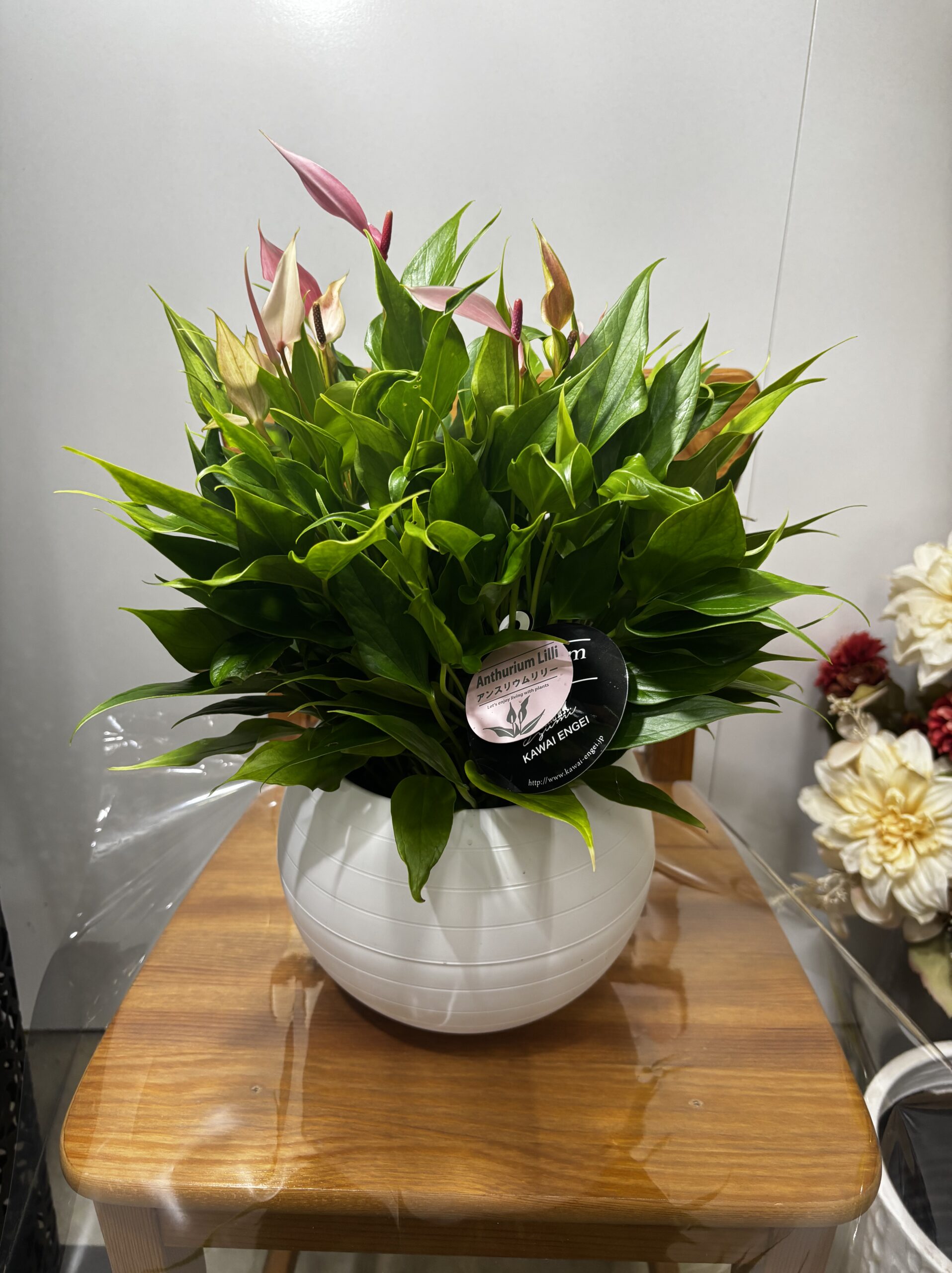 アンスリウム　MIX　7号 - 画像 (6)