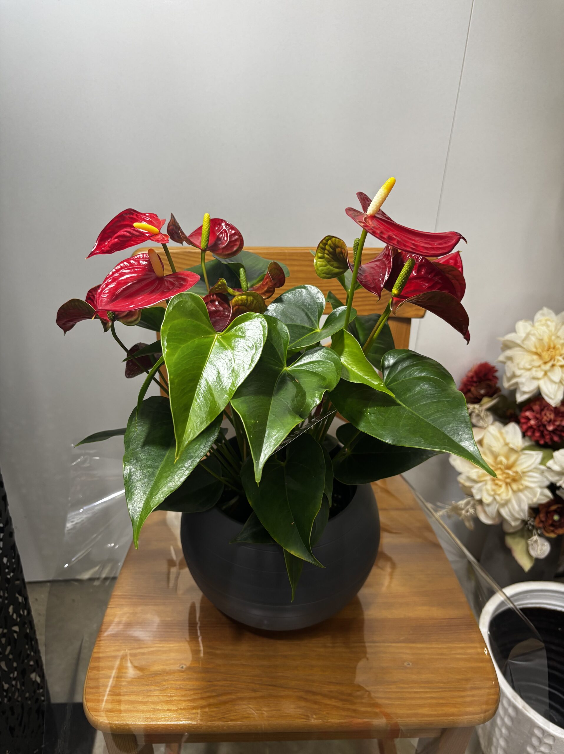 アンスリウム　MIX　7号 - 画像 (7)