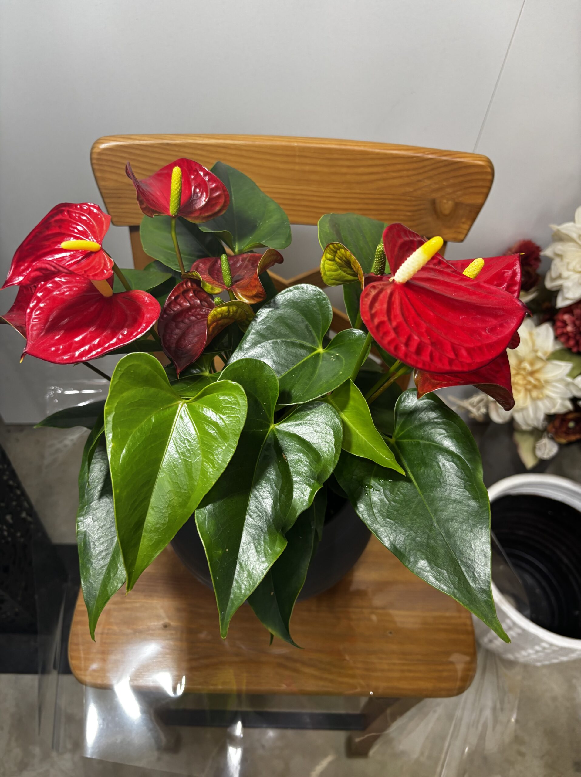 アンスリウム　MIX　7号 - 画像 (8)