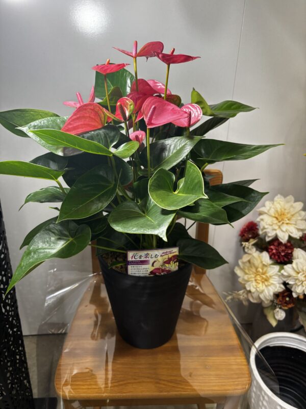 アンスリウム・ロイヤルピンクチャンピオン 7号 | Plants Shop Big