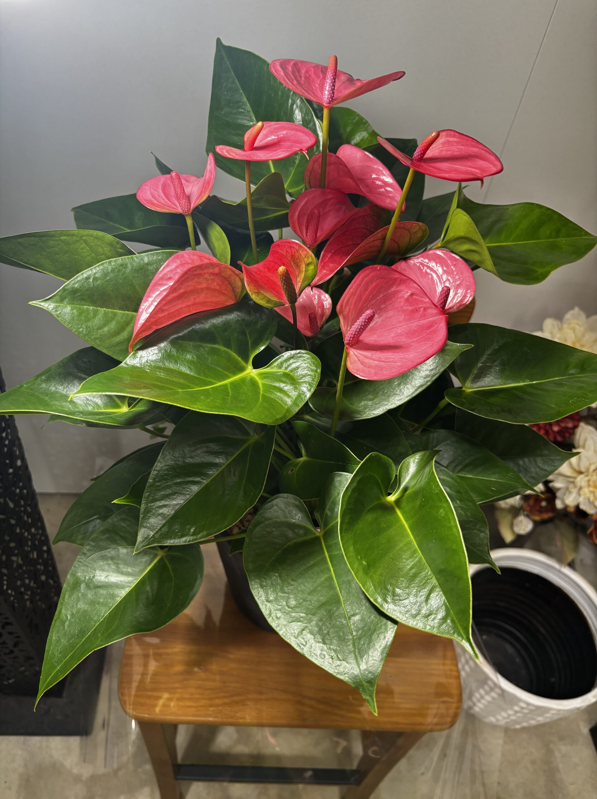 アンスリウム・ロイヤルピンクチャンピオン　７号 - 画像 (2)