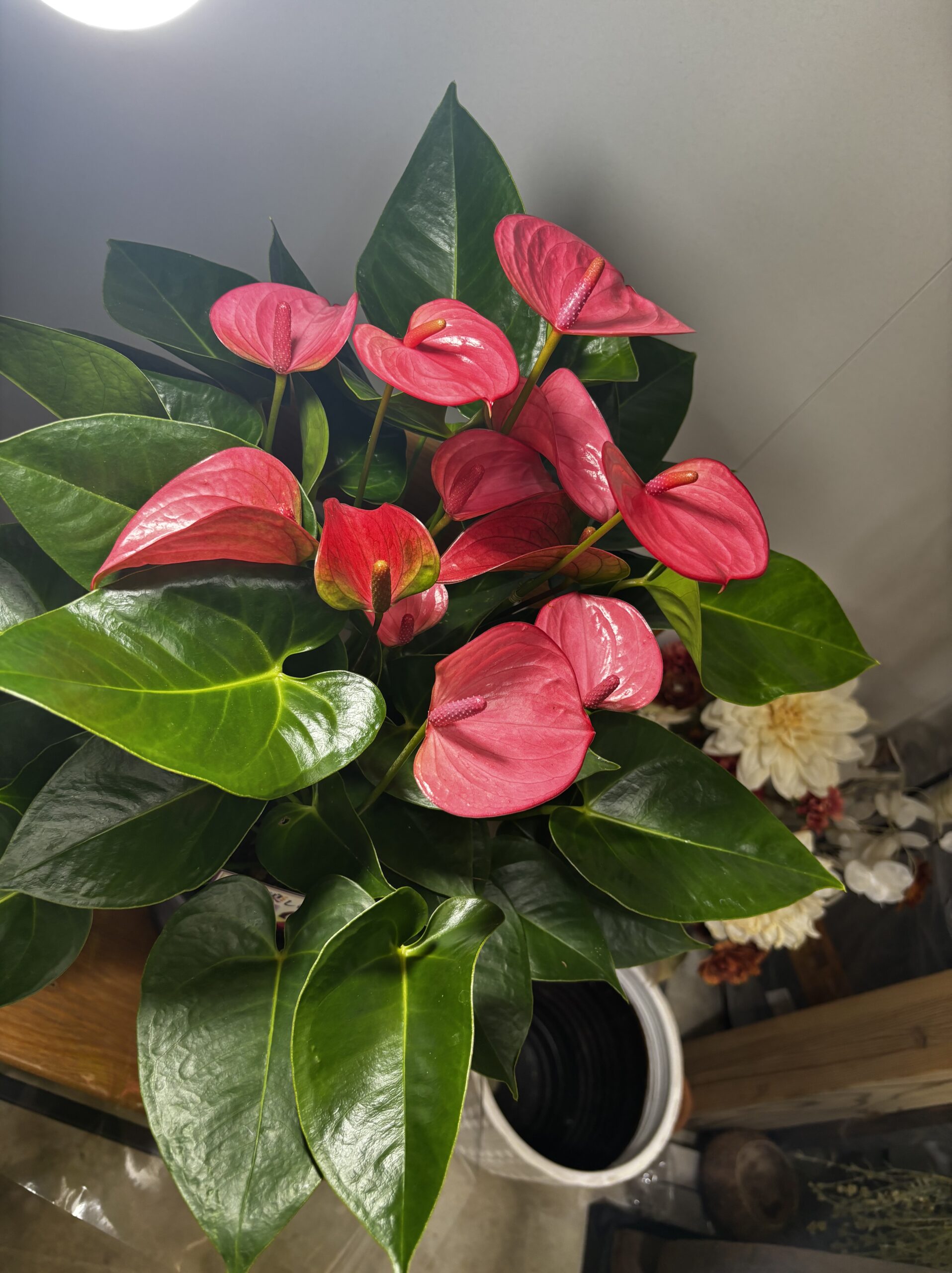 アンスリウム・ロイヤルピンクチャンピオン　７号 - 画像 (3)