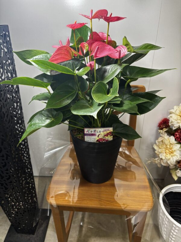 アンスリウム・ロイヤルピンクチャンピオン 7号 | Plants Shop Big