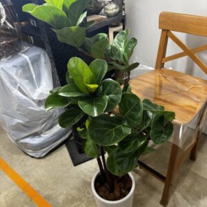 フィカス・バンビーノ 7号 白陶器鉢 | Plants Shop Big Smile 通販