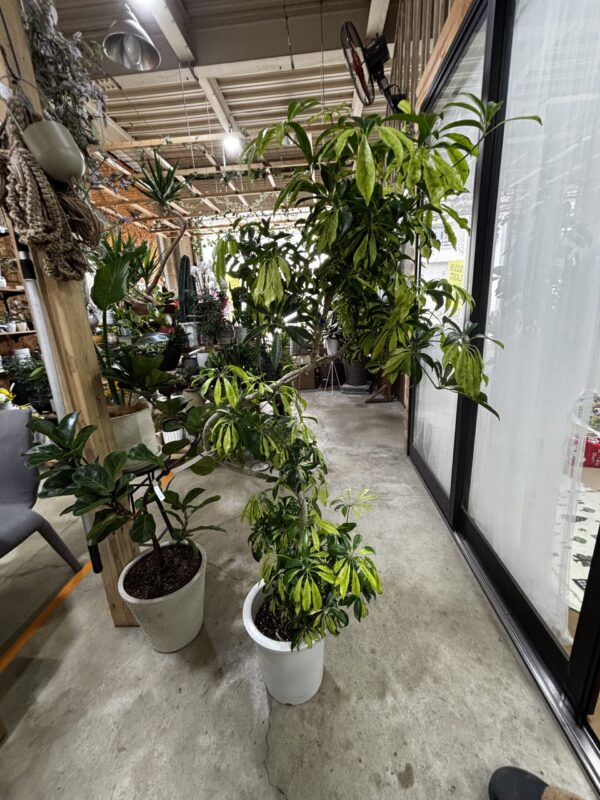 シェフレラ・アッシュフォリア 9号/5号 | Plants Shop Big Smile 通販