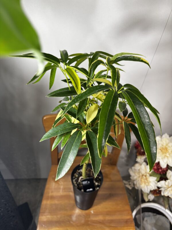 シェフレラ・アンガスティンフォリア 4号/8号 斑入り | Plants Shop