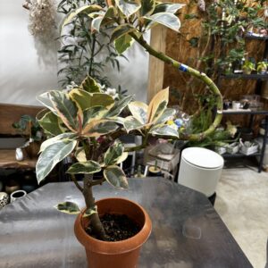 フィカス・ティネケ 6号 曲がり | Plants Shop Big Smile 通販