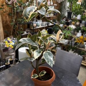 フィカス・ティネケ 6号 曲がり | Plants Shop Big Smile 通販