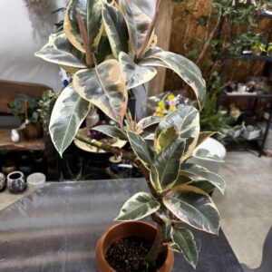 フィカス•ティネケ♪ 152cm•曲がりフォルム リビングサイズ♪ フィカス・ティネケ 6号 曲がり | Plants Shop Big Smile 通販