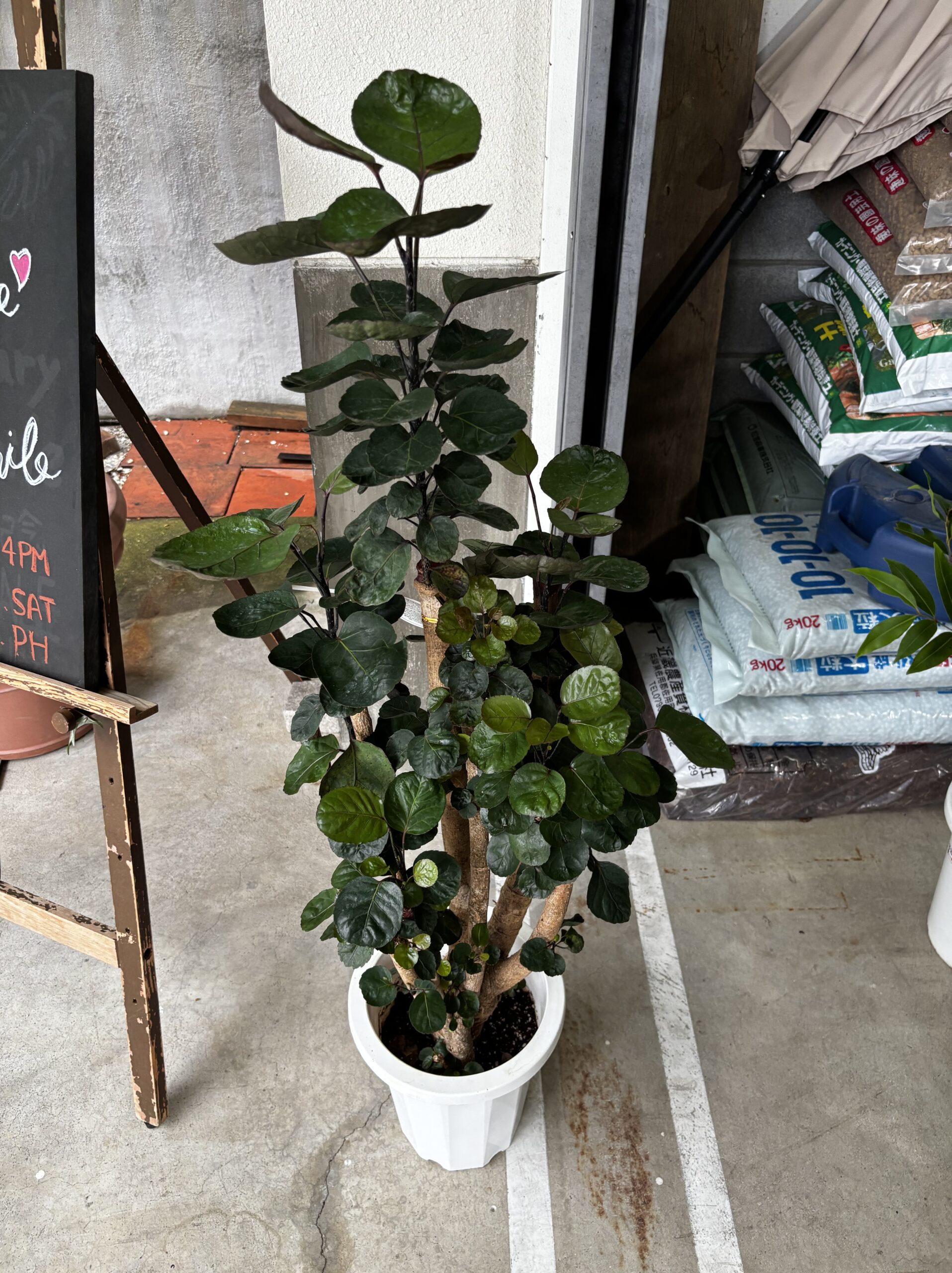 ポリシャス・ファビアン 8号 | Plants Shop Big Smile 通販