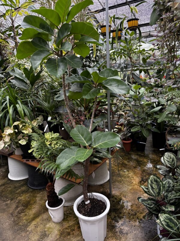 フィカス アフリカンプリンス 2m大木 引取限定　希少種 フィカス・アフリカンプリンス 尺鉢 | Plants Shop Big Smile 通販