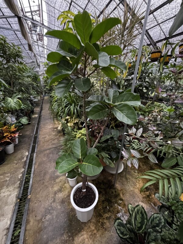 フィカス・アフリカンプリンス 尺鉢 | Plants Shop Big Smile 通販