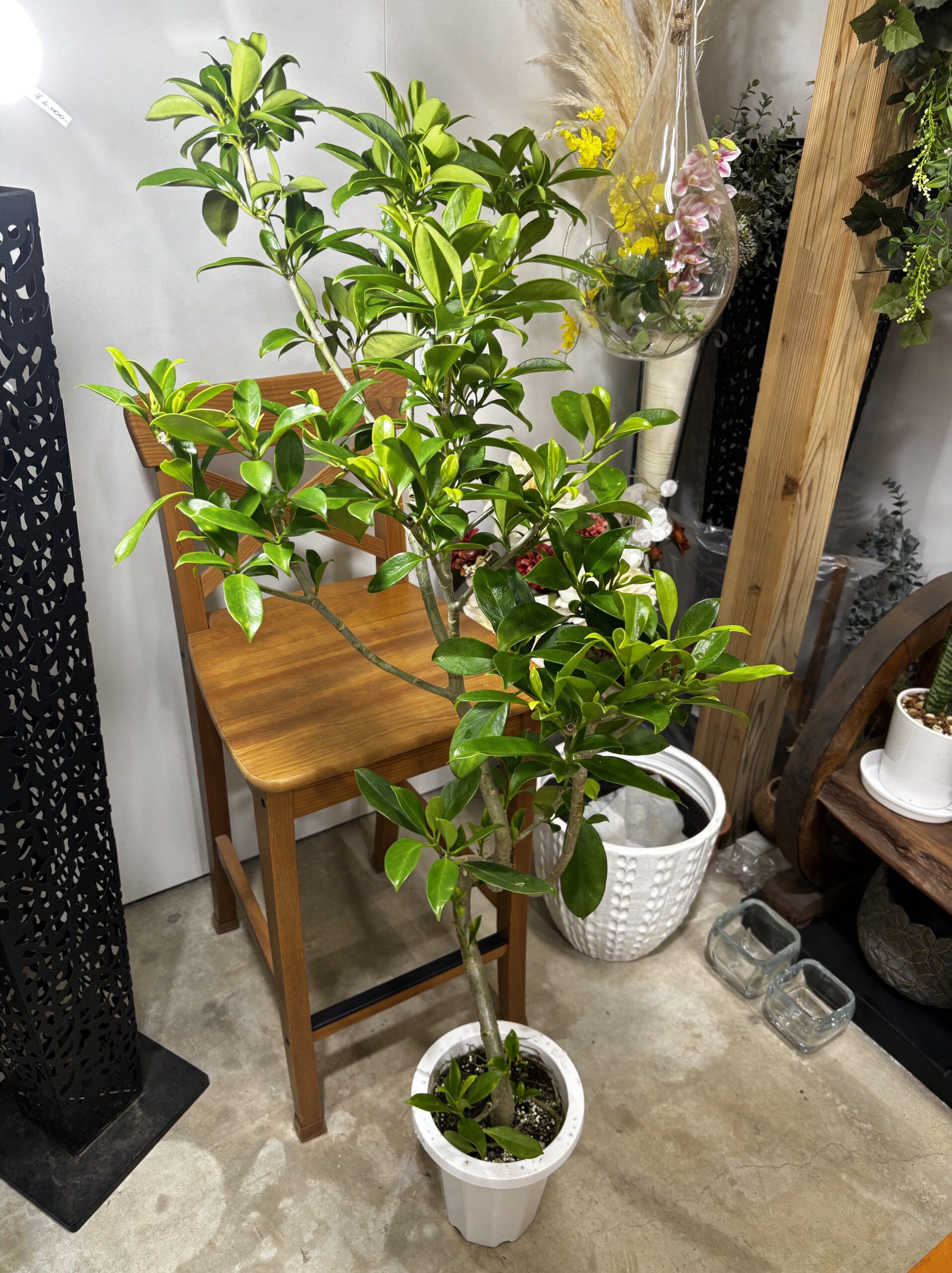 ファグラエア　7号 - 画像 (2)