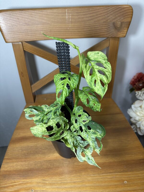 モンステラ・アダンソニー・モトルド・ミント 4号 | Plants Shop Big