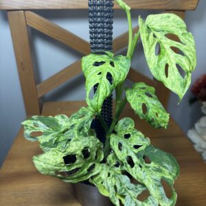 モンステラ・アダンソニー・モトルド・ミント 4号 | Plants Shop Big