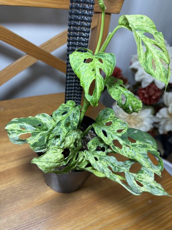 モンステラ・アダンソニー・モトルド・ミント 4号 | Plants Shop Big
