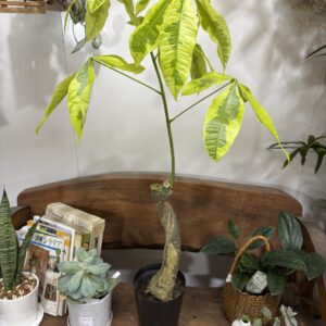 パキラ・ムーンライト/ミルキーウェイ 斑入り 6号 | Plants Shop Big