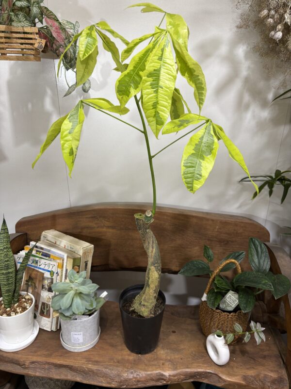 パキラ・ムーンライト 斑入り 6号 | Plants Shop Big Smile 通販