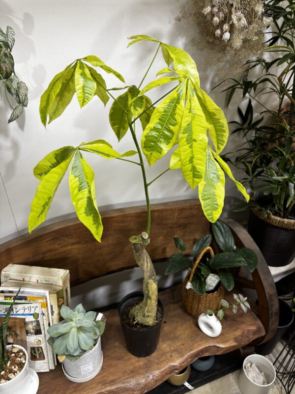 パキラ・ムーンライト/ミルキーウェイ 斑入り 6号 | Plants Shop Big