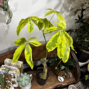 パキラ・ムーンライト/ミルキーウェイ 斑入り 6号 | Plants Shop Big