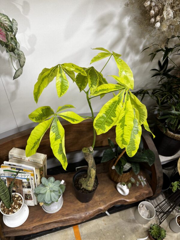 パキラ・ムーンライト 斑入り 6号 | Plants Shop Big Smile 通販