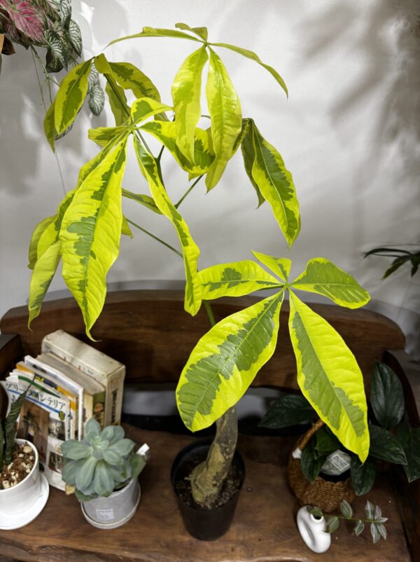 パキラ・ムーンライト 斑入り 6号 | Plants Shop Big Smile 通販