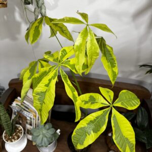 パキラ・ムーンライト/ミルキーウェイ 斑入り 6号 | Plants Shop Big