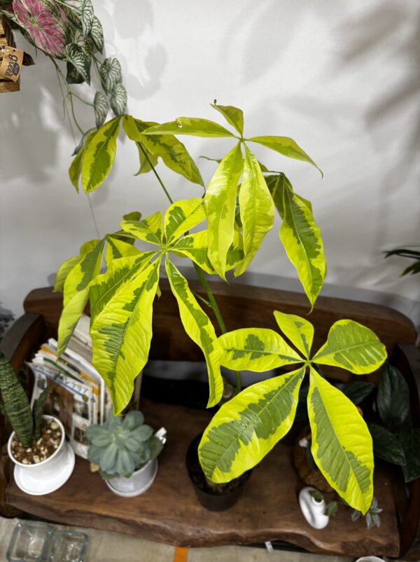 パキラ・ムーンライト 斑入り 6号 | Plants Shop Big Smile 通販