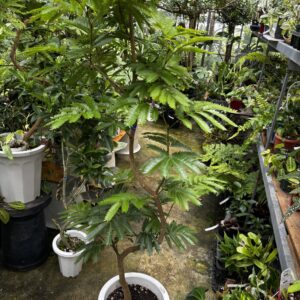 エバーフレッシュ 曲がり 3号/7号/10号 | Plants Shop Big Smile 通販