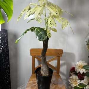パキラ・ムーンライト/ミルキーウェイ 斑入り 6号 | Plants Shop Big