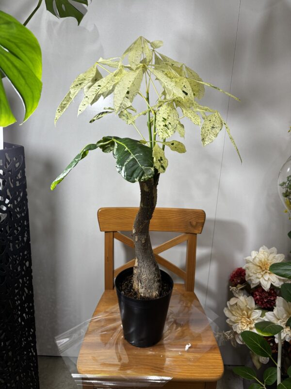 パキラ・ムーンライト/ミルキーウェイ 斑入り 6号 | Plants Shop Big