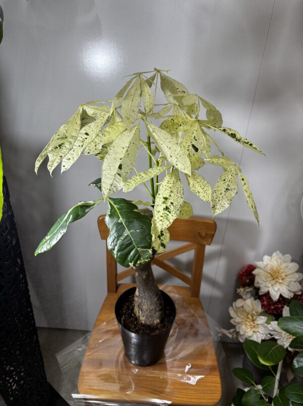 パキラ・ムーンライト/ミルキーウェイ 斑入り 6号 | Plants Shop Big